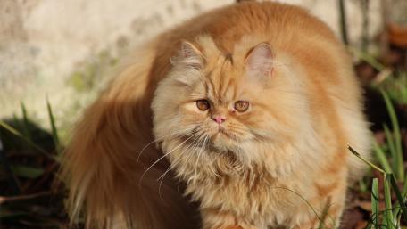 Fluffy Ginger Cat in Nature Scene wallpaper