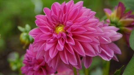 Pink Dahlia wallpaper