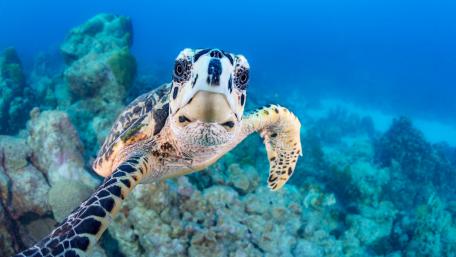 Sea Turtle's Ocean Adventure in 4K wallpaper