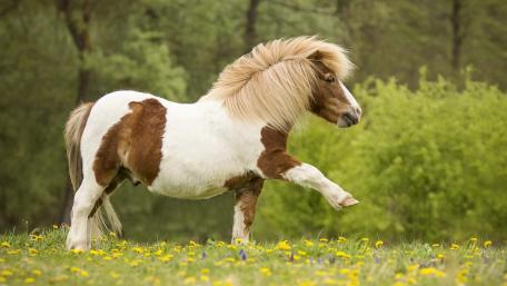 Charming Shetland Pony in a Lush Meadow wallpaper