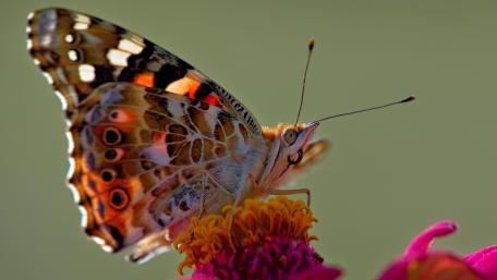 Vivid Butterfly Close-Up in Nature's Palette wallpaper