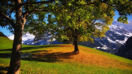 Autumn Serenity in Nature's Embrace wallpaper