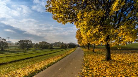 Autumn Pathway Lined with Golden Leaves wallpaper