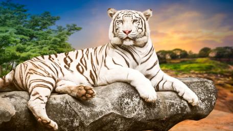 Majestic White Tiger at Sunset wallpaper