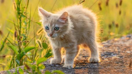 Furry Explorer at Sunset wallpaper