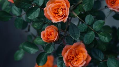 Roses wallpaper