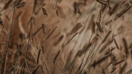 Elegant Grass Blades in Natural Harmony wallpaper