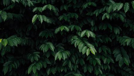 Green bush wallpaper
