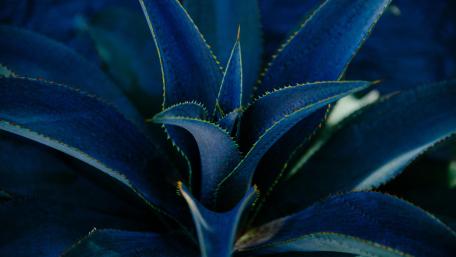 Agave wallpaper