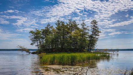 Island Oasis in Tranquil Wetlands wallpaper