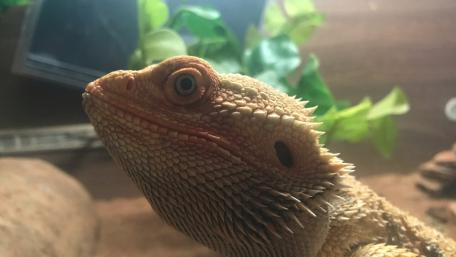 Bearded Dragon Close-Up Wallpaper wallpaper
