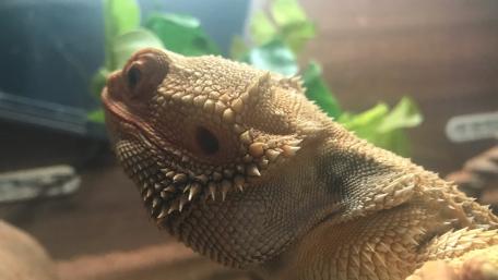 Bearded Dragon Close-Up Beauty in Nature wallpaper