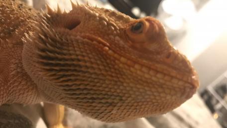 Vibrant Close-Up of a Bearded Dragon wallpaper