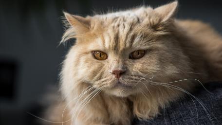 Majestic Red Cat with Captivating Eyes wallpaper