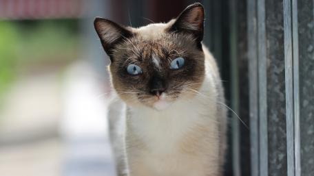 Siamese cat wallpaper