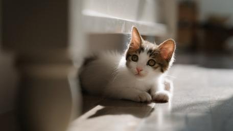 Curious Kitten in a Sunlit Room wallpaper