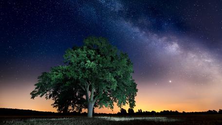 Majestic Lone Tree Under the Milky Way Night Sky wallpaper