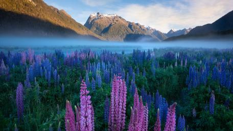 Te Waipounam lupin field wallpaper