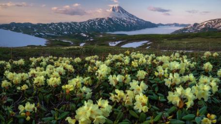 Vibrant Yellow Wildflowers in Spring Landscape wallpaper