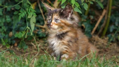 Charming Kitten in Nature wallpaper