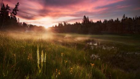 Serene Sunset Over Tranquil Wetland Scene wallpaper