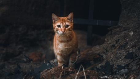 Charming Orange Feline in Nature's Embrace wallpaper