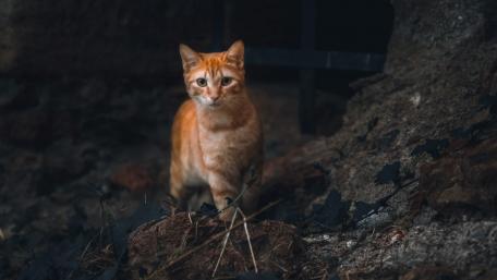 Majestic Red Cat in Nature wallpaper