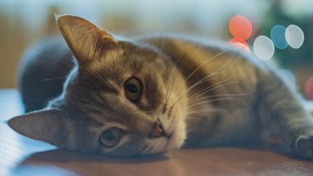 Charming Cat with Striking Eyes and Whiskers wallpaper