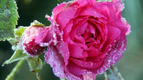 Frozen red rose wallpaper