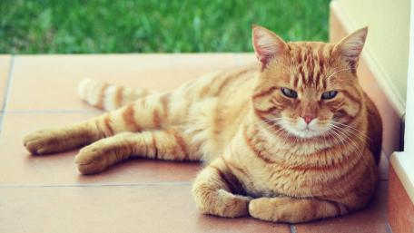 Charming Red Cat Relaxing in the Sunlight wallpaper
