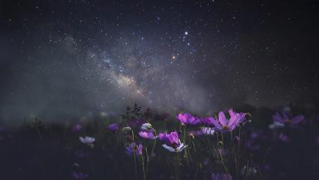 Mesmerizing Night Sky Over Flower Field wallpaper