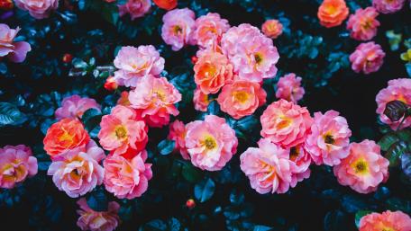 Blooming Garden of Rosy Delights wallpaper