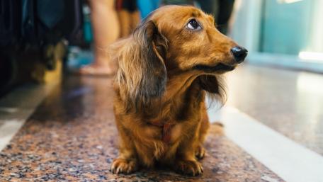 Long Haired Dachshund wallpaper