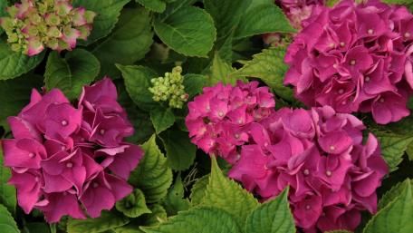 Radiant Pink Hydrangeas for Your Space wallpaper