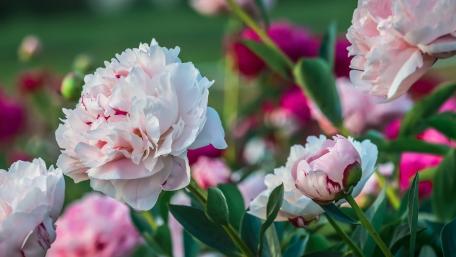 Blossoming Peonies in Soft Colors of Spring wallpaper