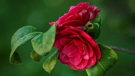 Vibrant Red Blooms in Nature's Embrace wallpaper