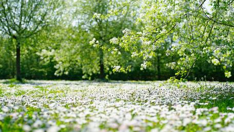 Blossoming Field of White Flowers in Spring wallpaper