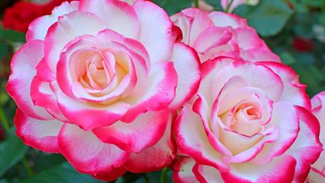 Blossoming Beauty of Garden Roses wallpaper