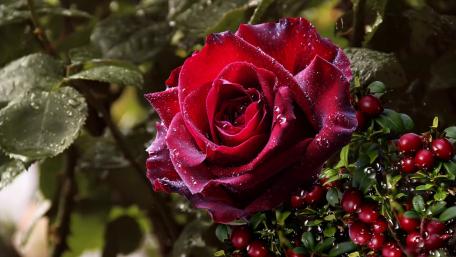 Elegant Red Rose with Dew Drops in High Definition wallpaper