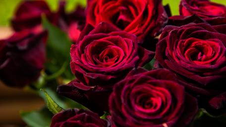 Elegant Red Roses Bouquet for Your Space wallpaper
