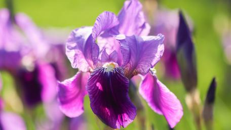 Vibrant Purple Iris in Blooming Splendor wallpaper