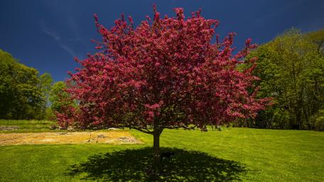 Pink spring tree wallpaper