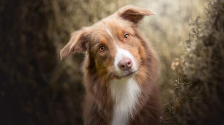 Australian Shepherd dog wallpaper