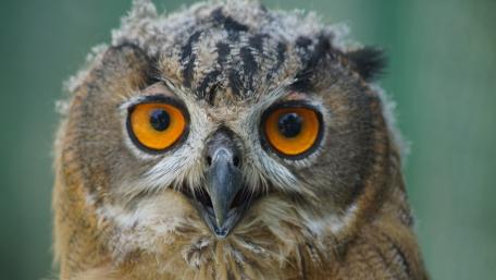Majestic Owl with Striking Orange Eyes wallpaper