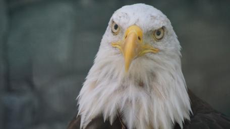 Majestic Bald Eagle Close-Up Wallpaper wallpaper