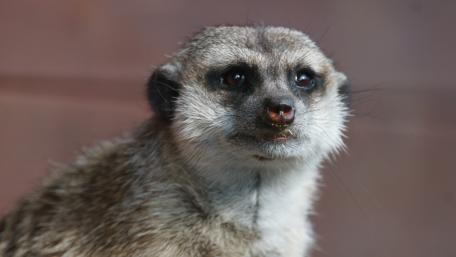 Alert Meerkat Portrait Captured in 5K Quality wallpaper