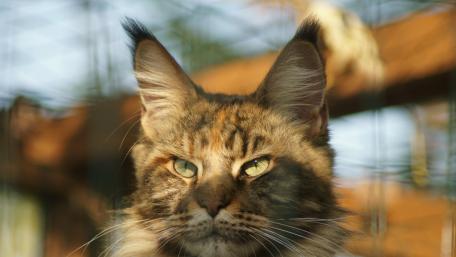 Majestic Blurry Cat Portrait wallpaper