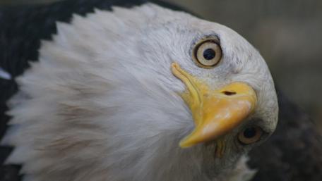 Majestic Bald Eagle Wallpaper wallpaper