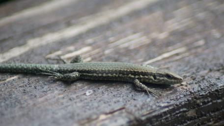 Elegant Lizard on a Weathered Surface wallpaper