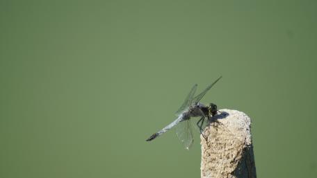 Majestic Dragonfly on a Vertical Perch wallpaper